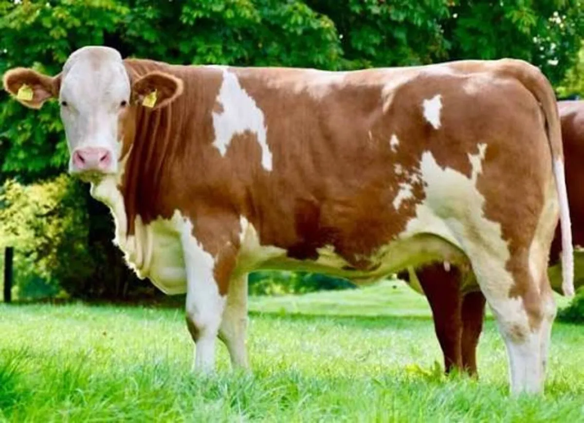 **WANTED**Fleckvieh calved Heifers - Image 2