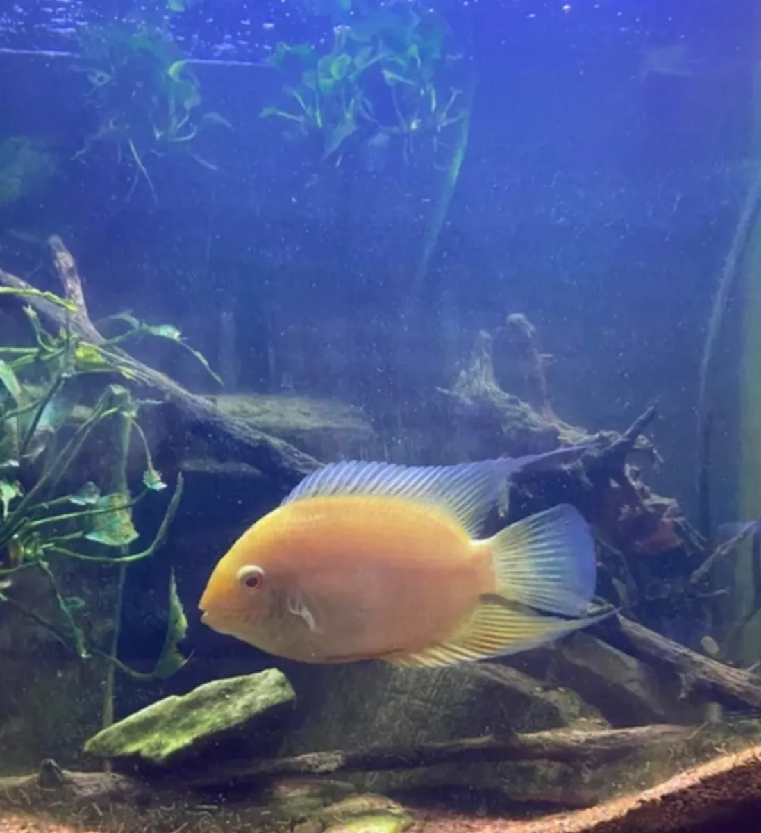 Large Golden severum - Image 2