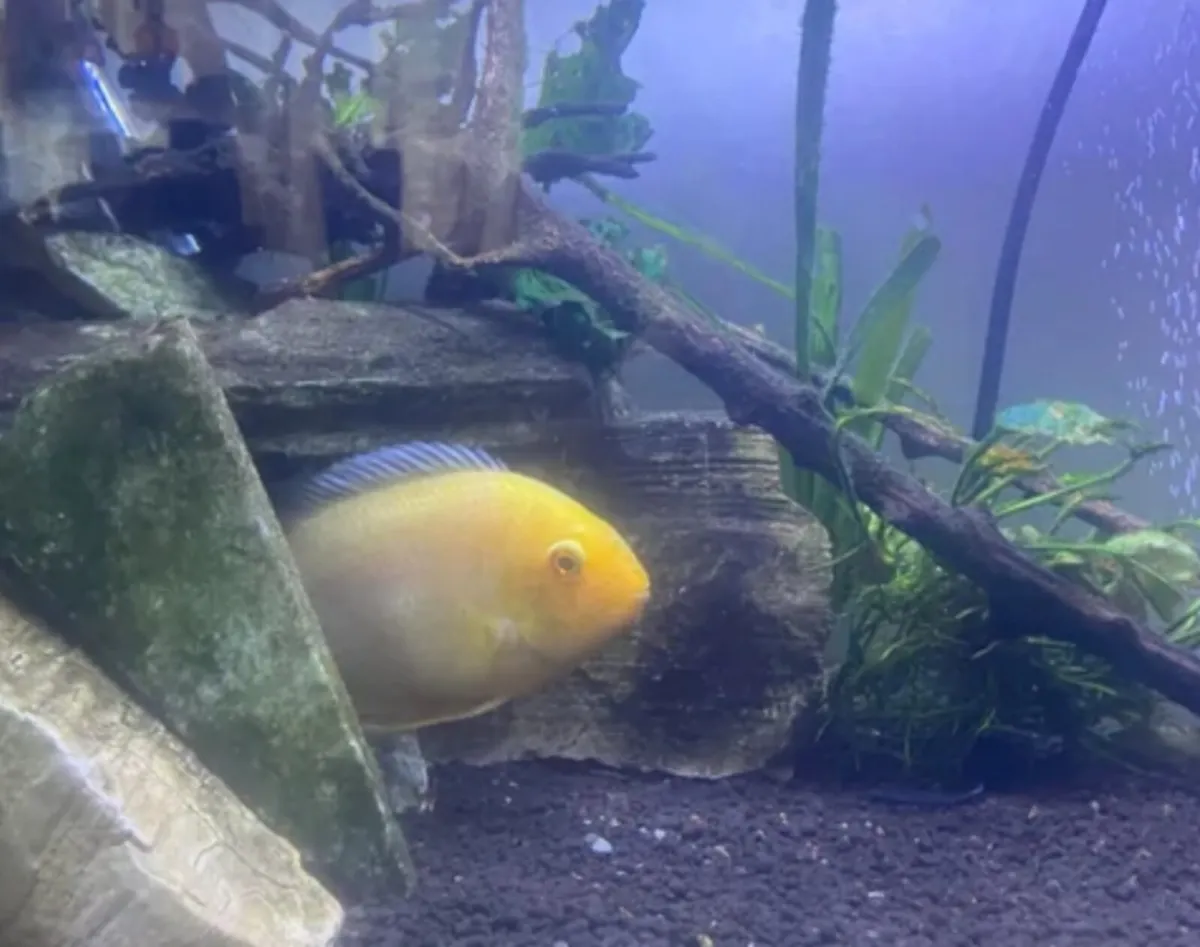 Large Golden severum - Image 1