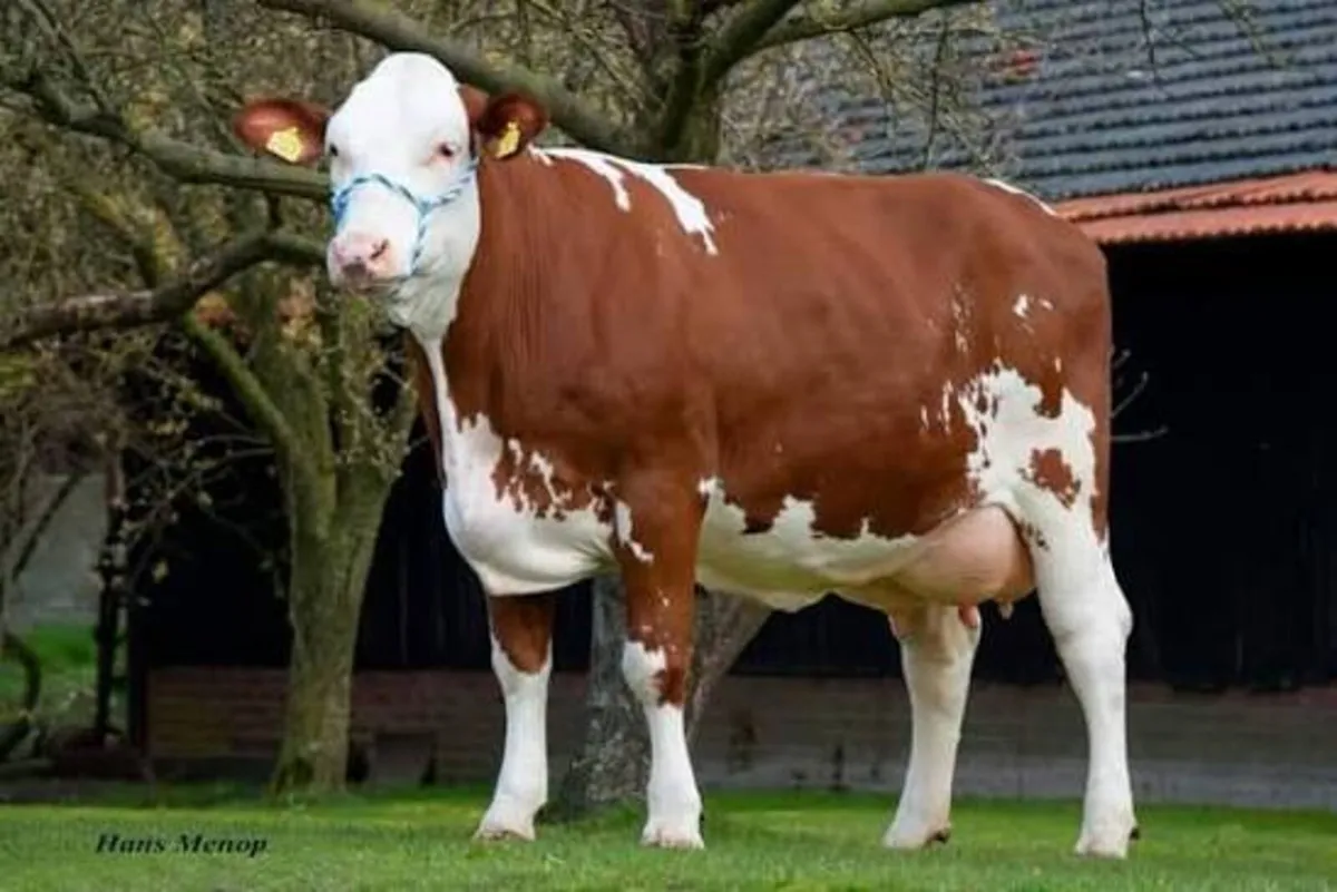 **WANTED**Fleckvieh calved Heifers - Image 1