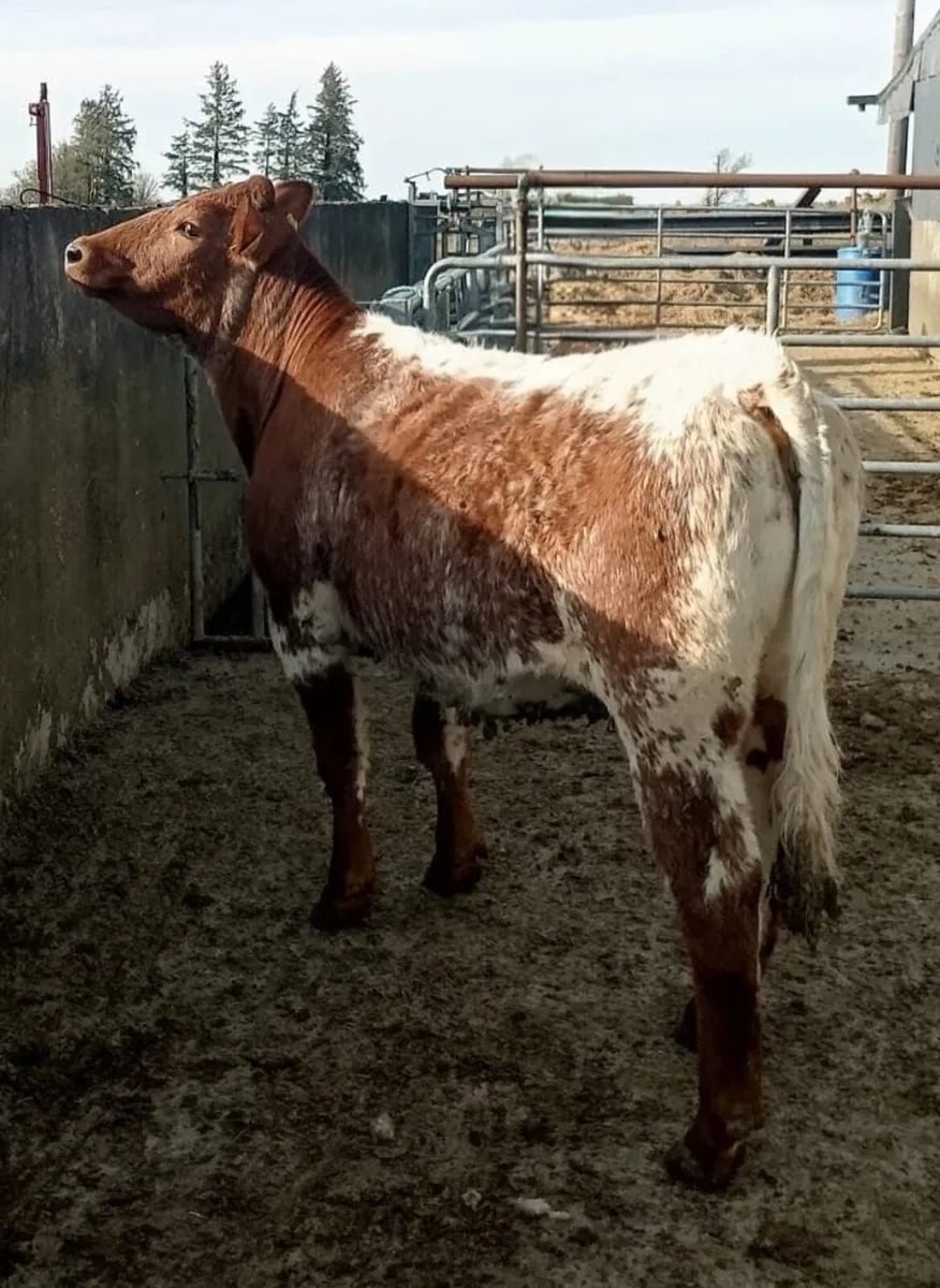 Breeding heifers - Image 1