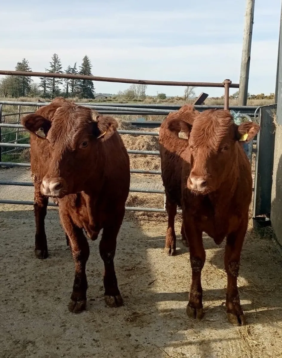 Breeding heifers - Image 2