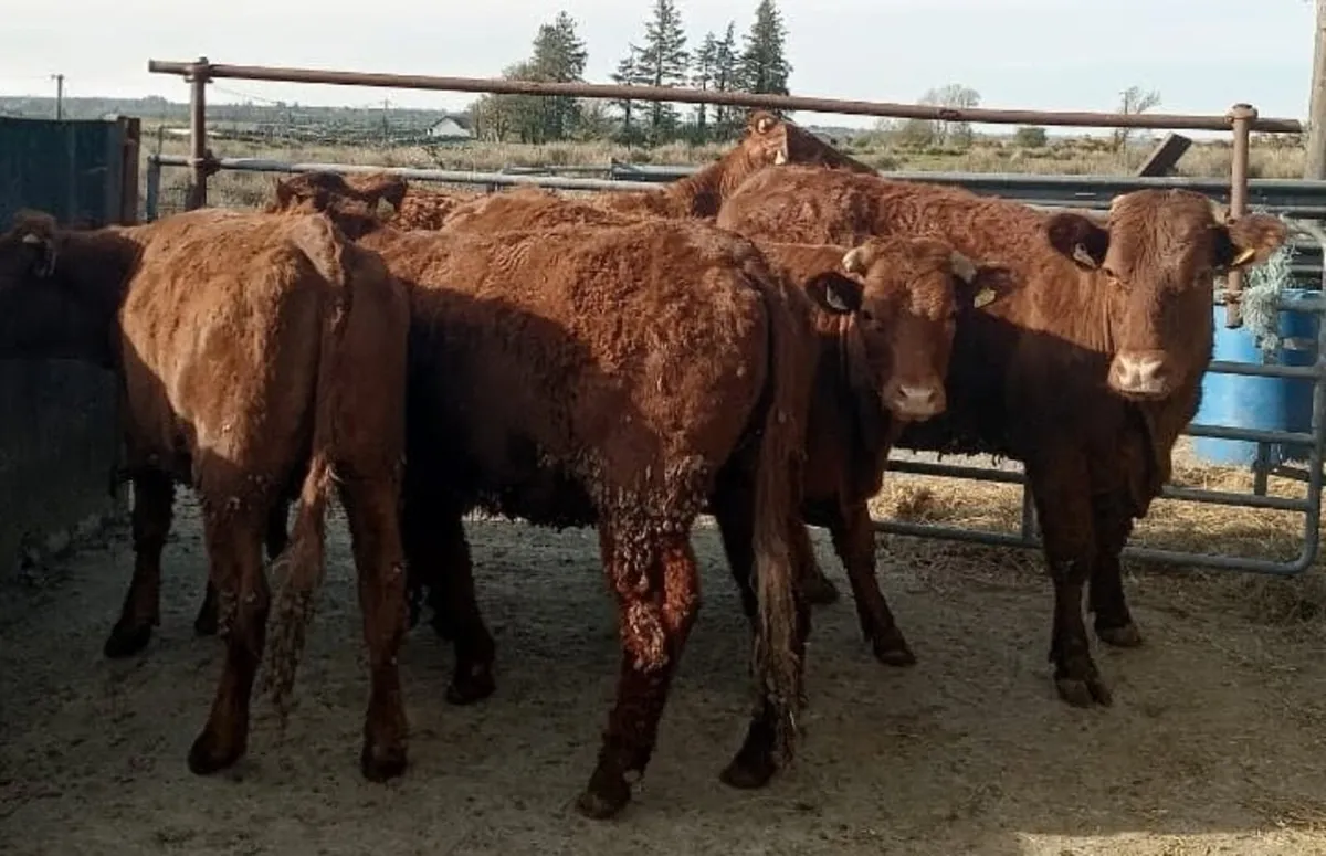 Breeding heifers - Image 3