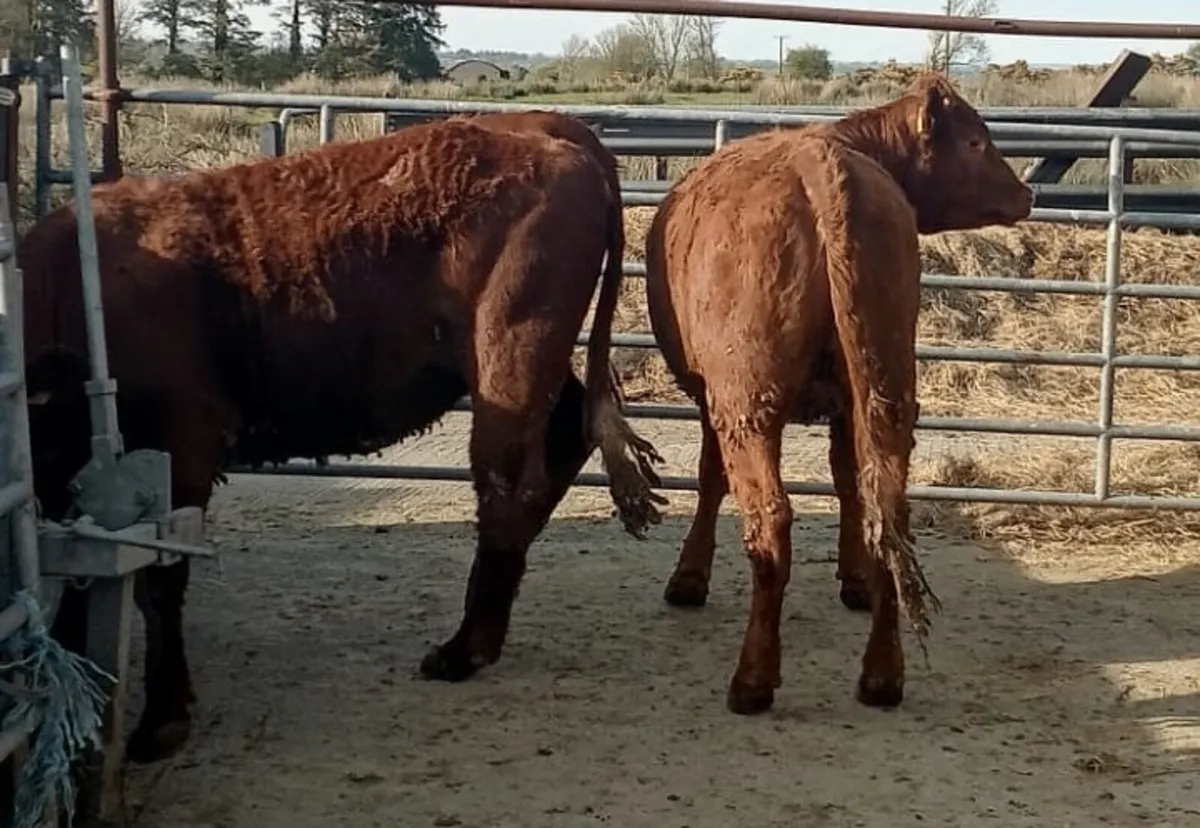 Breeding heifers - Image 4