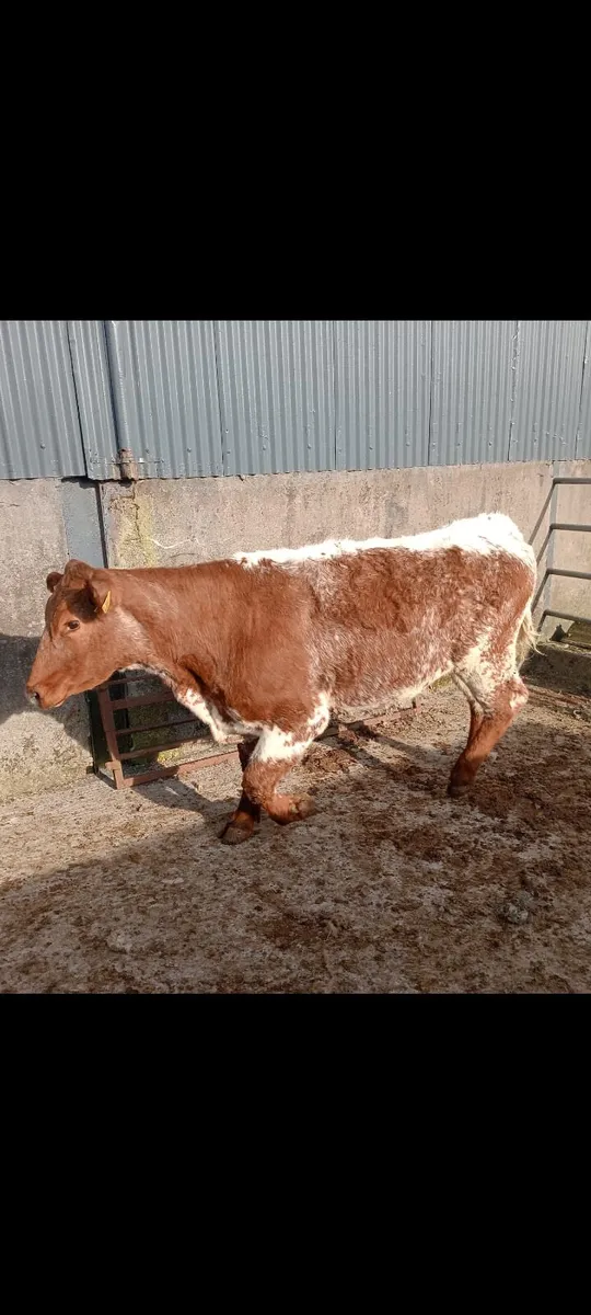 Saler Breeding heifers - Image 1