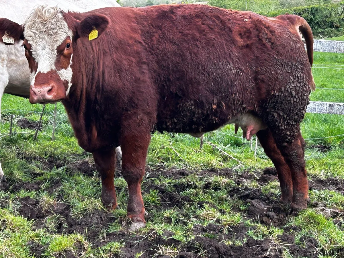 In-Calf Heifer - Image 2