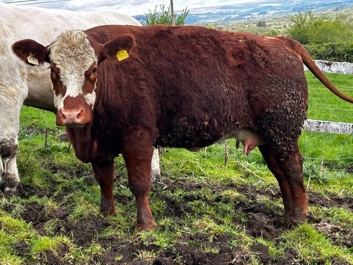 In-Calf Heifer - Image 1