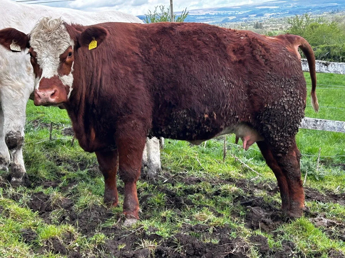 In-Calf Heifer - Image 3