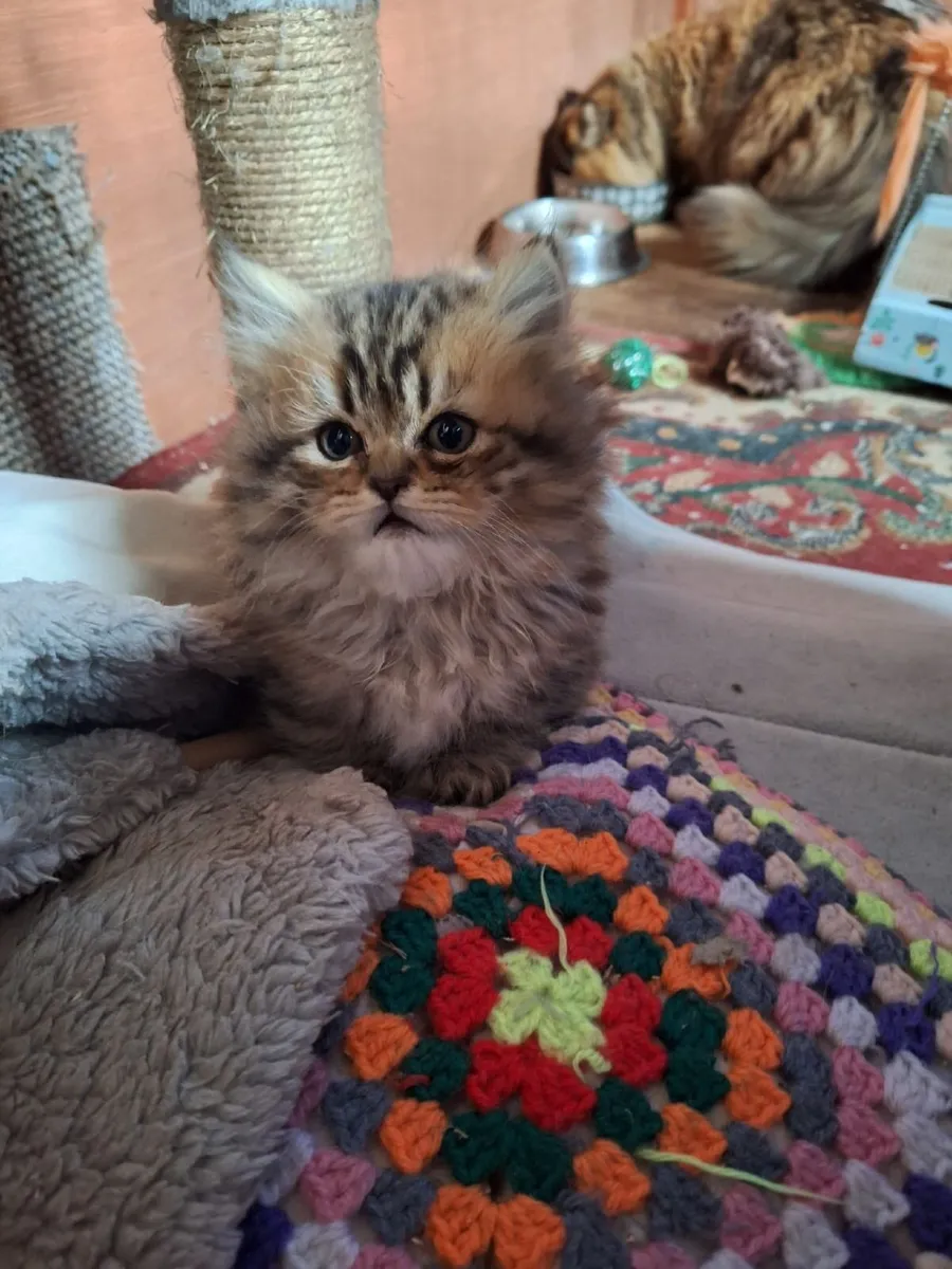 PB Persian kittens - Image 2