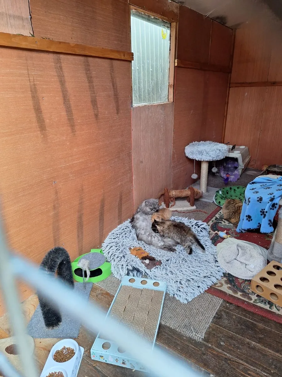 PB Persian kittens - Image 4