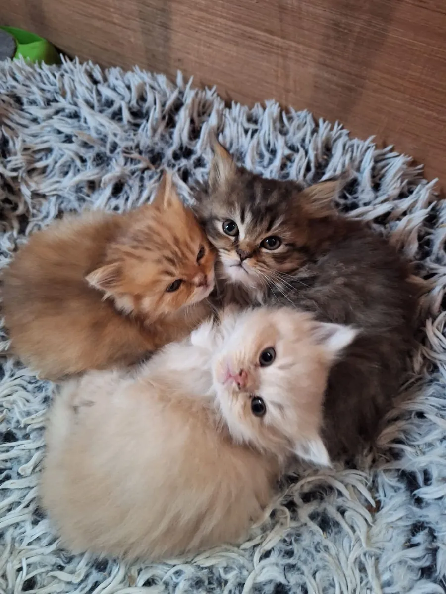 PB Persian kittens - Image 1