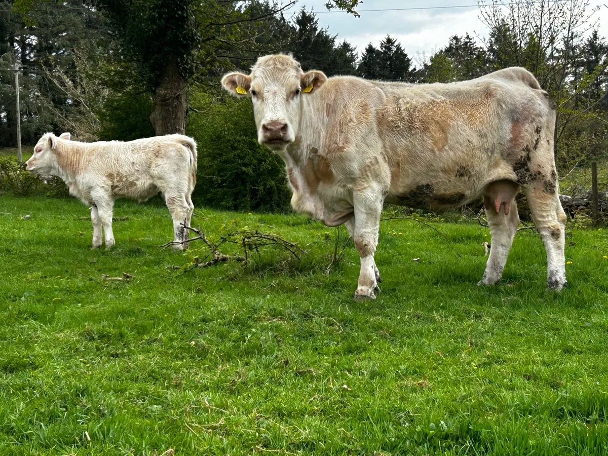 Charolais Cow & Charolais Heifer Calf - Image 1