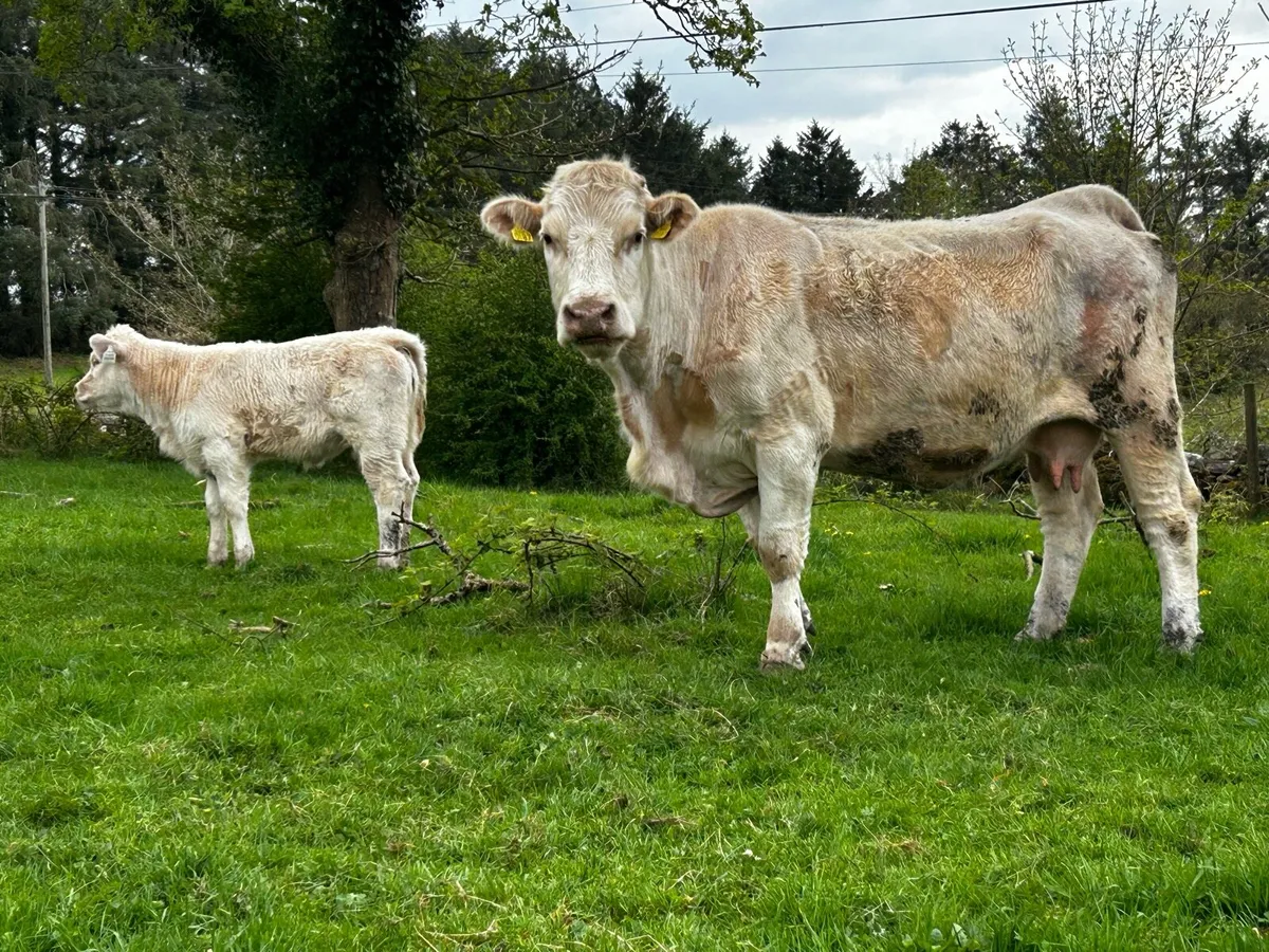 Charolais Cow & Charolais Heifer Calf - Image 3