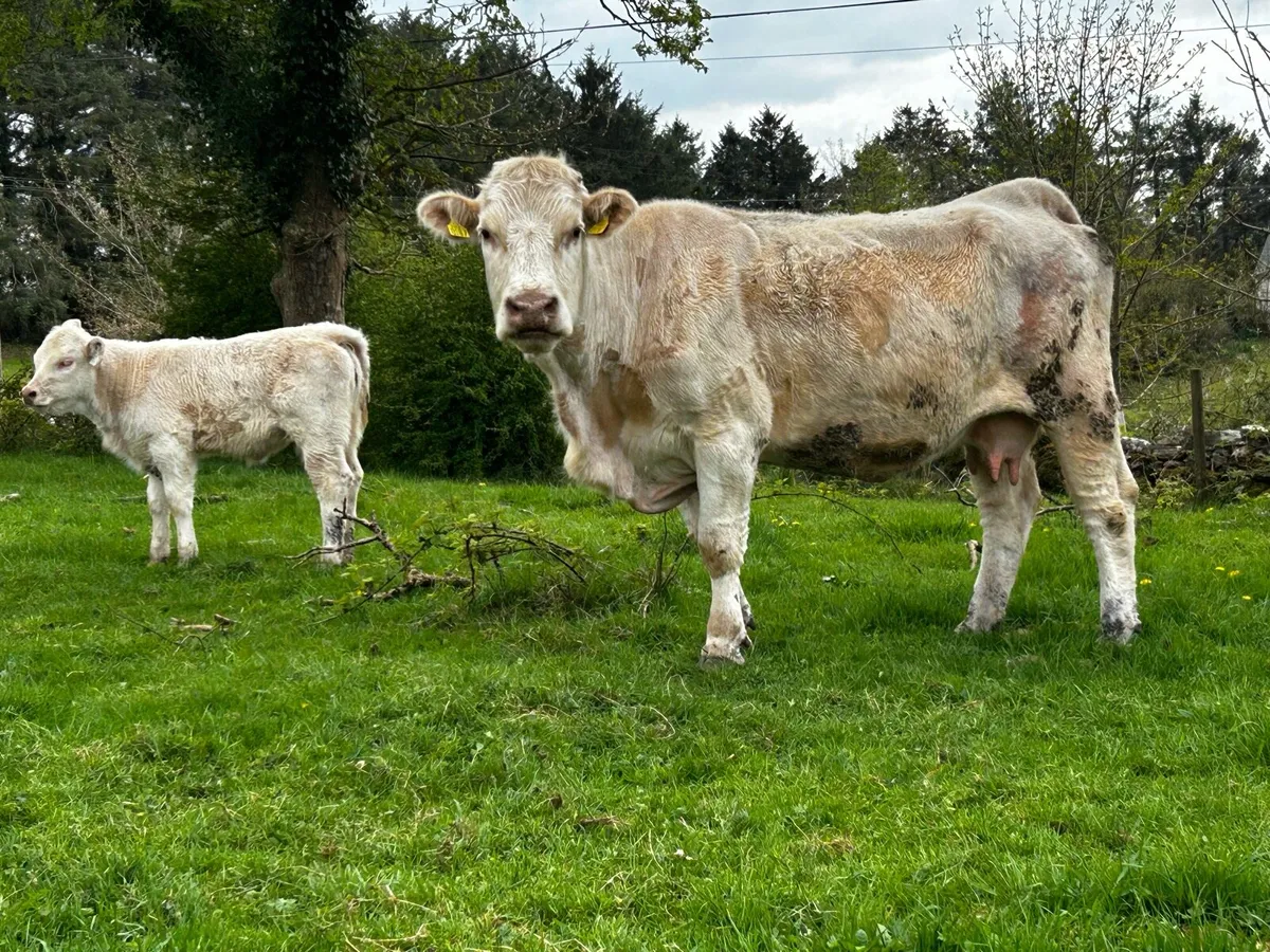 Charolais Cow & Charolais Heifer Calf - Image 2