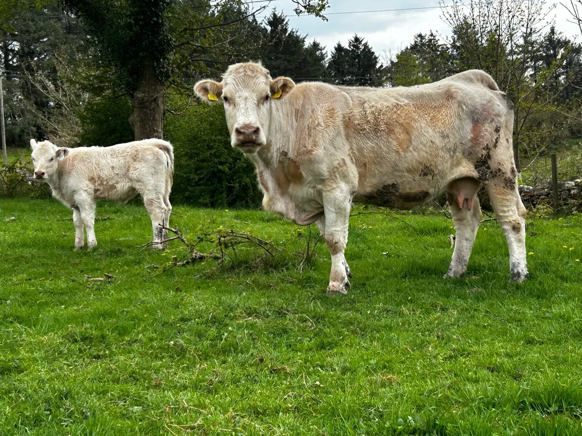 Charolais Cow & Charolais Heifer Calf - Image 4