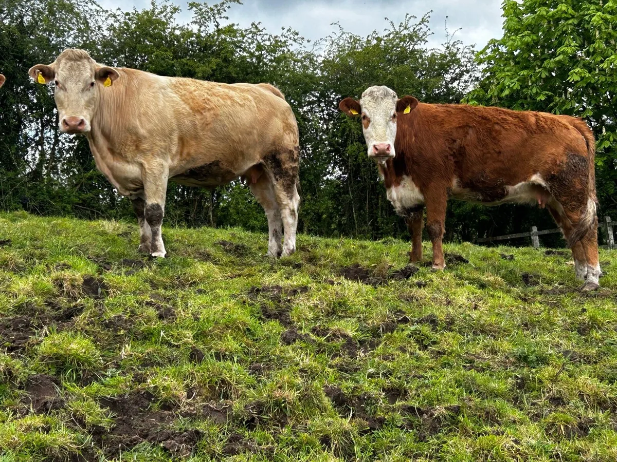 Two Super 4 Star Genotyped In-Calf Cows - Image 1