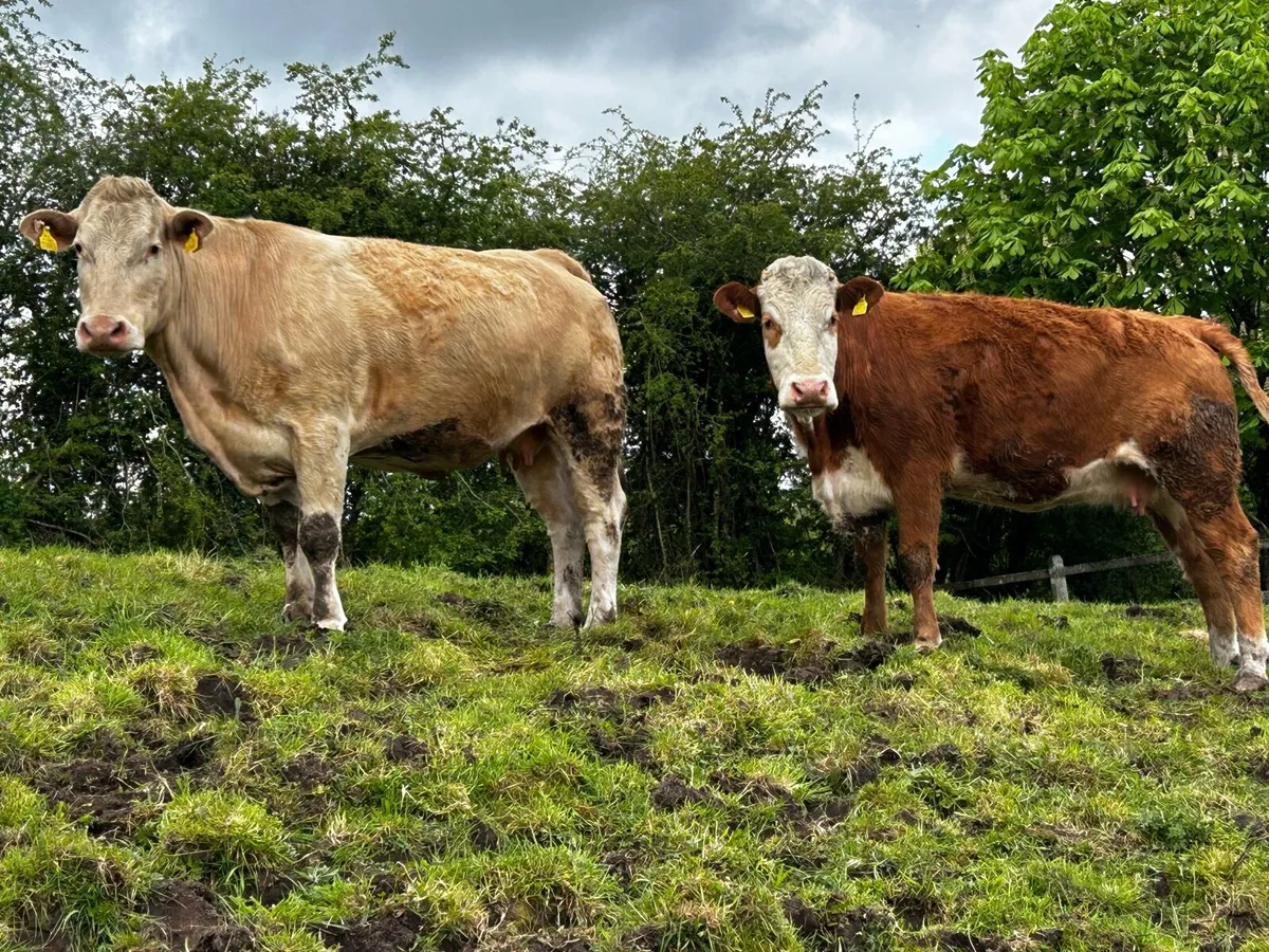 Two Super 4 Star Genotyped In-Calf Cows - Image 2