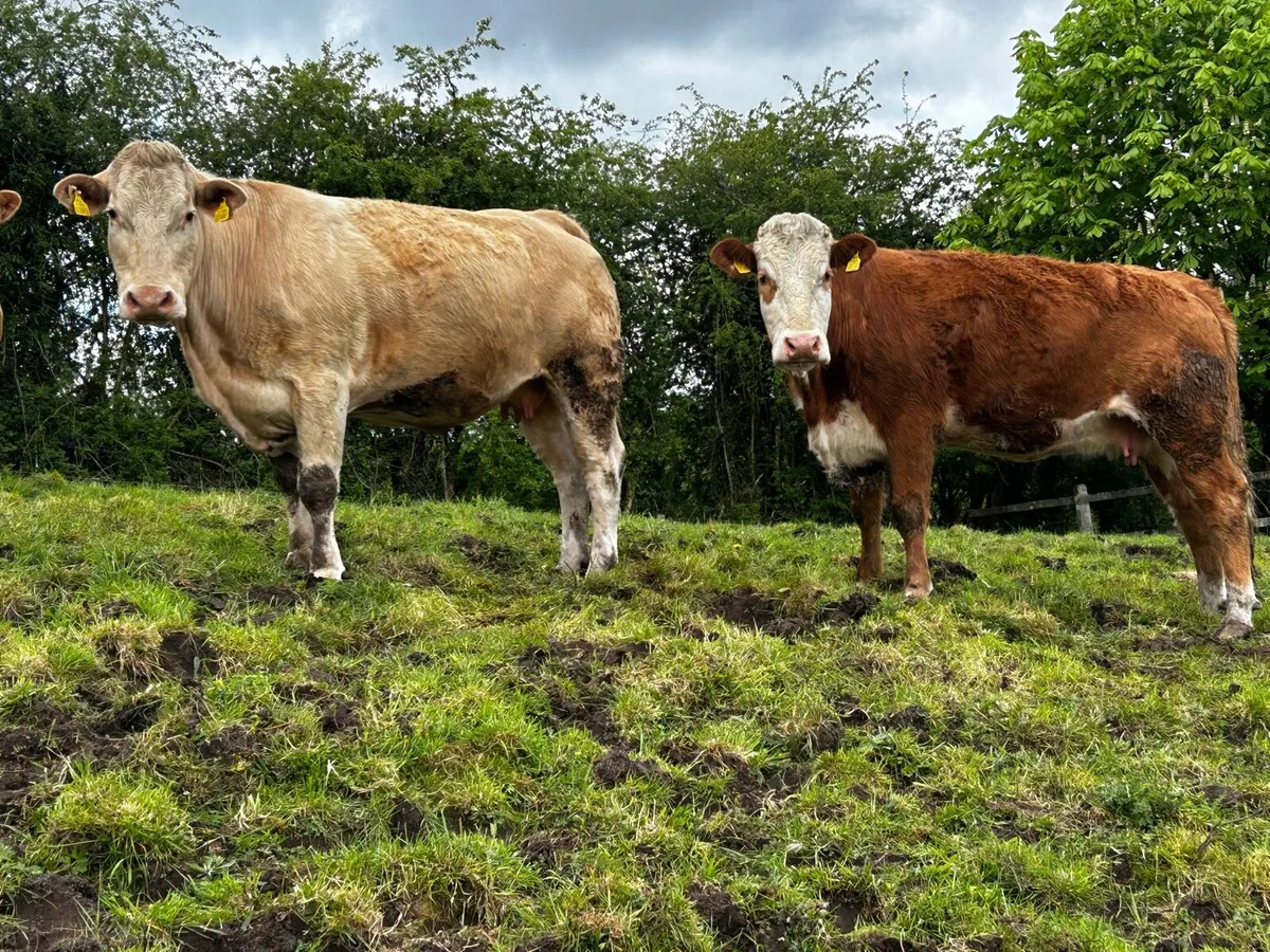 Two Super 4 Star Genotyped In-Calf Cows - Image 3
