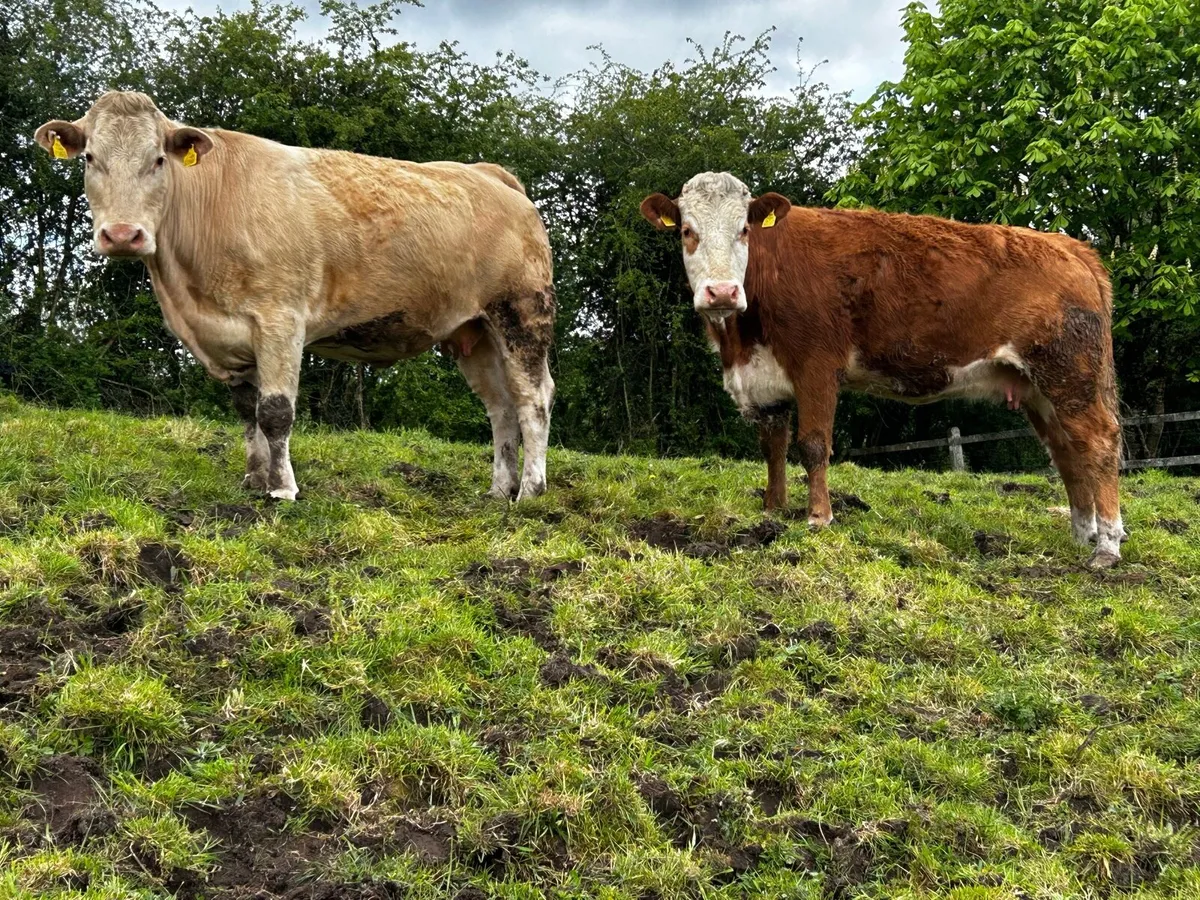 Two Super 4 Star Genotyped In-Calf Cows - Image 4