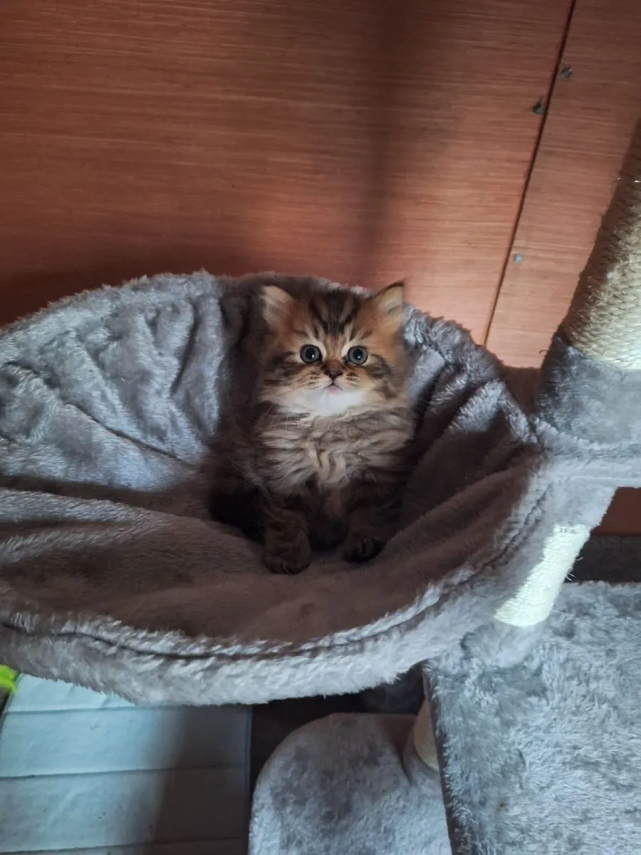 PB male Persian kitten - Image 1