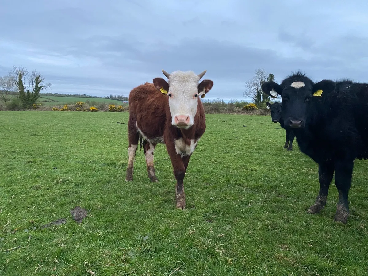 Out wintered Hereford heifers - Image 3