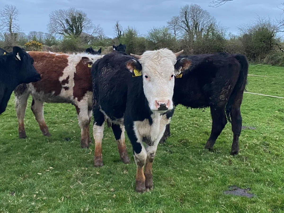 Out wintered Hereford heifers - Image 1