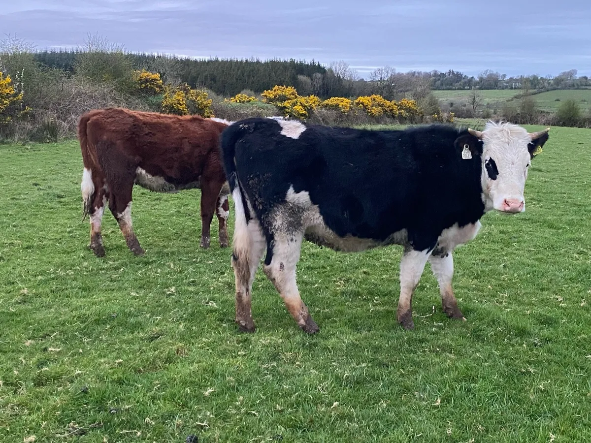 Out wintered Hereford heifers - Image 2