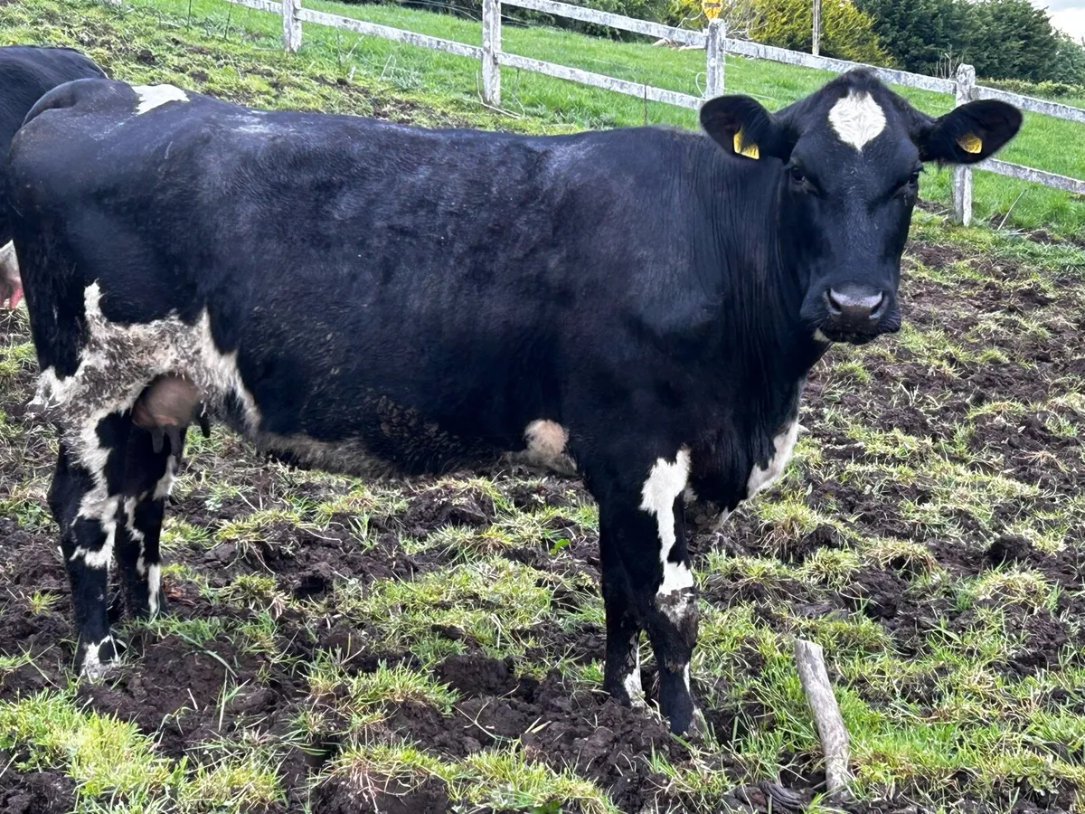 In-Calf Limousin Cow Time Up To Pedigree Charolais - Image 1