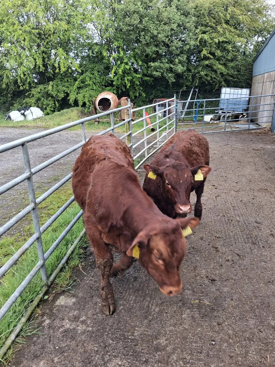 Weanlings for BALLA 5th may - Image 2