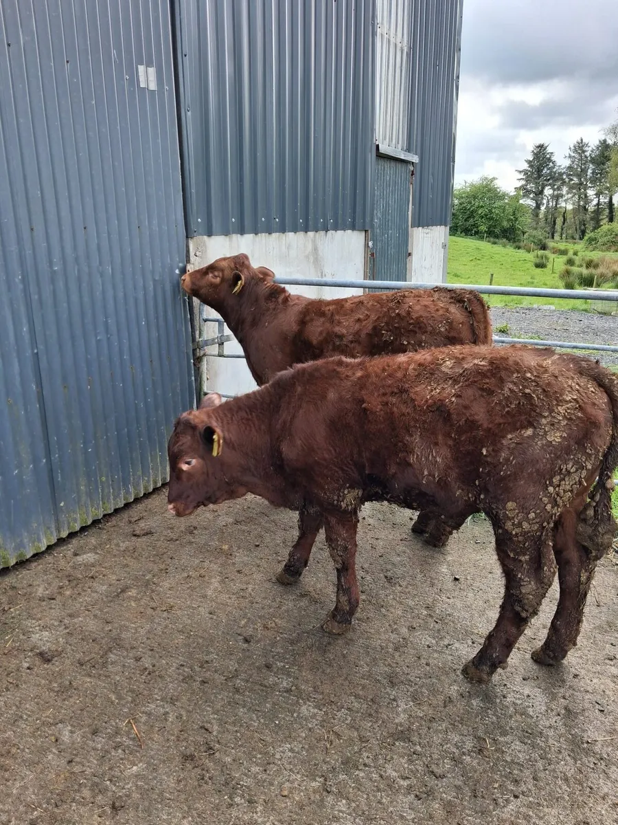 Weanlings for BALLA 5th may - Image 1