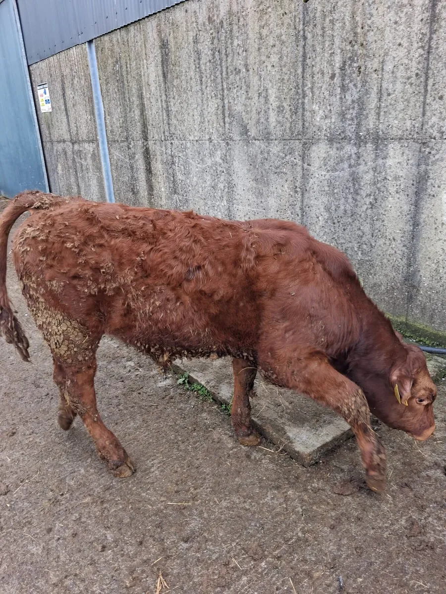 Weanlings for BALLA 5th may - Image 3