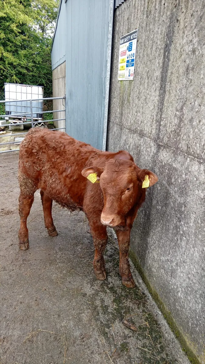 Weanlings for BALLA 5th may - Image 4