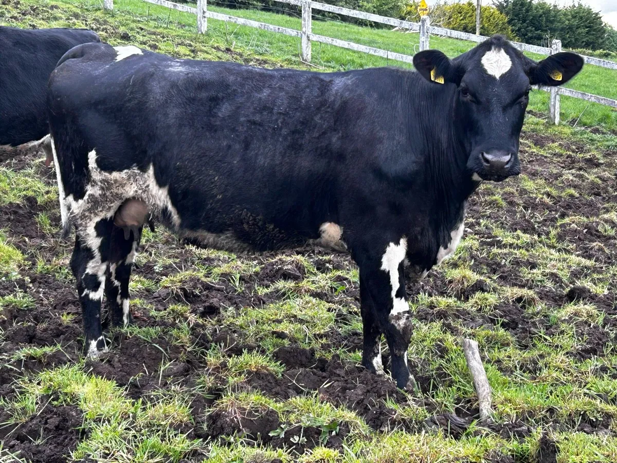 In-Calf Limousin Cow Time Up To Pedigree Charolais - Image 2