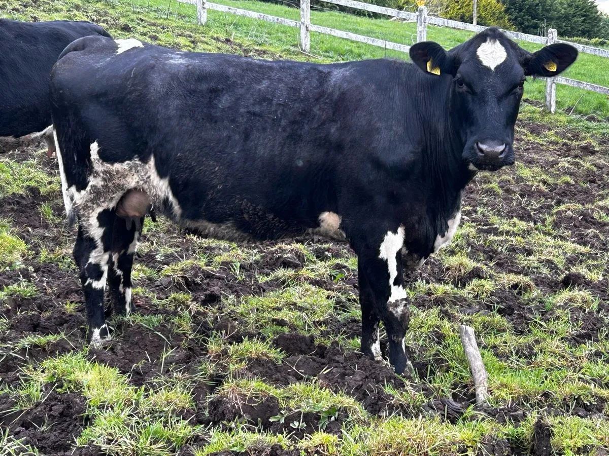 In-Calf Limousin Cow Time Up To Pedigree Charolais - Image 3
