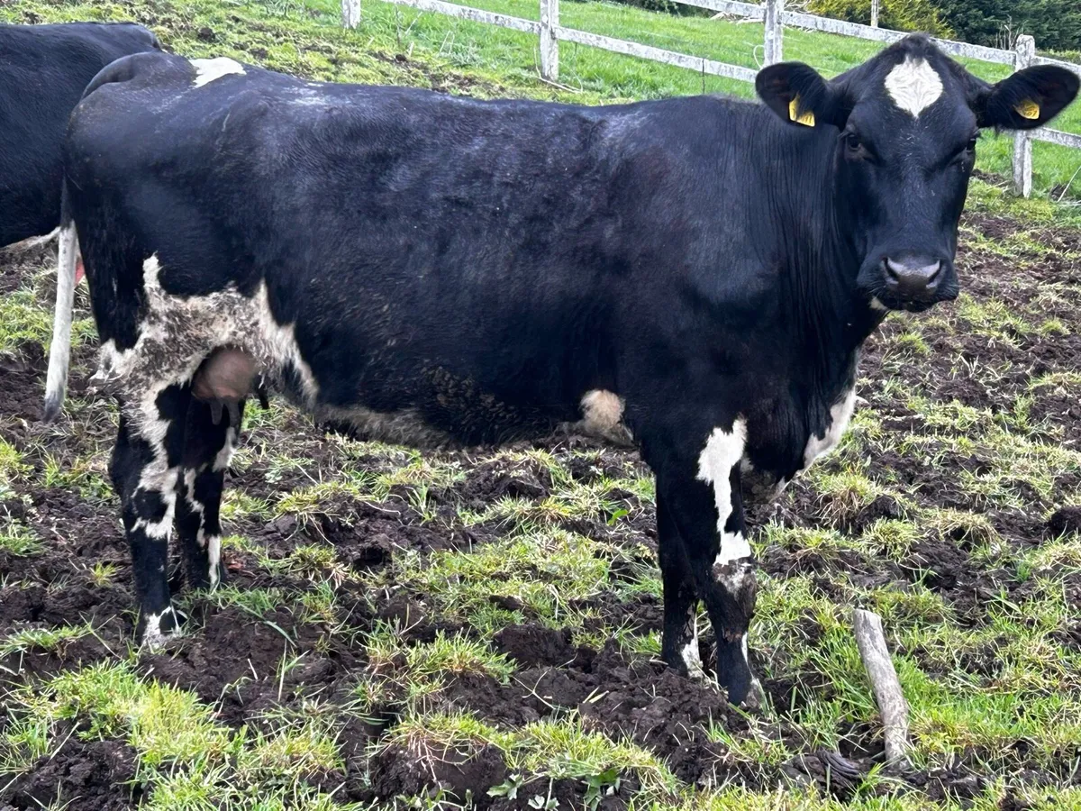 In-Calf Limousin Cow Time Up To Pedigree Charolais - Image 4