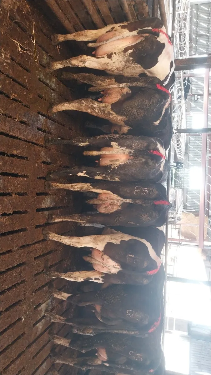 Dairy calved heifers - Image 2