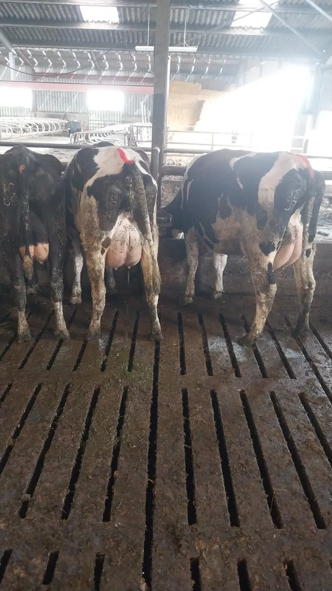 Dairy calved heifers - Image 1