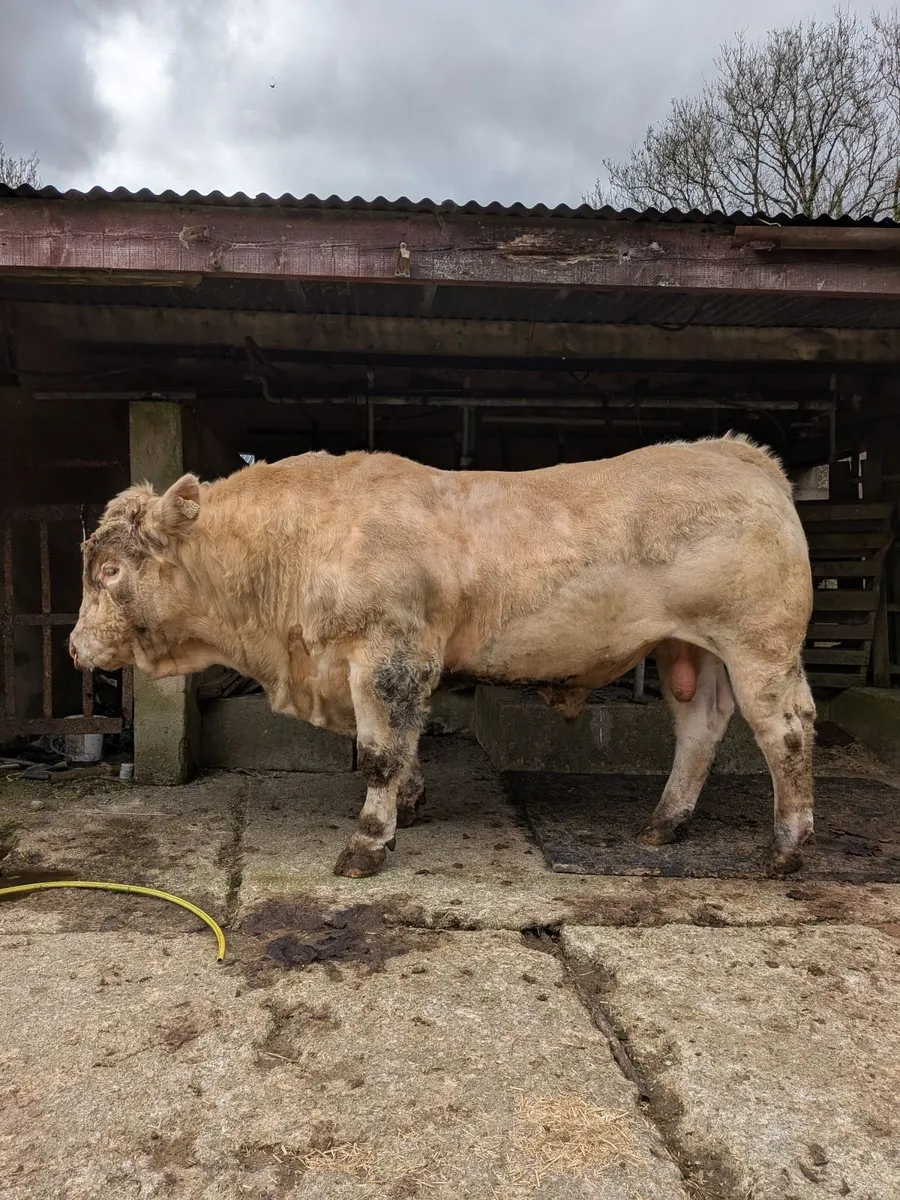PB Charolais Bull - Image 3