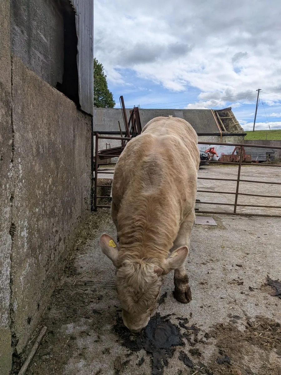 PB Charolais Bull - Image 4