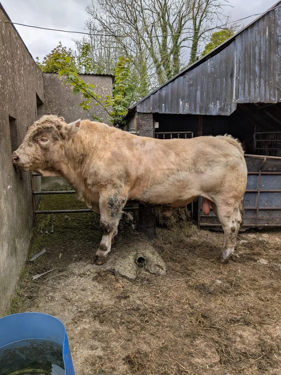 PB Charolais Bull - Image 1