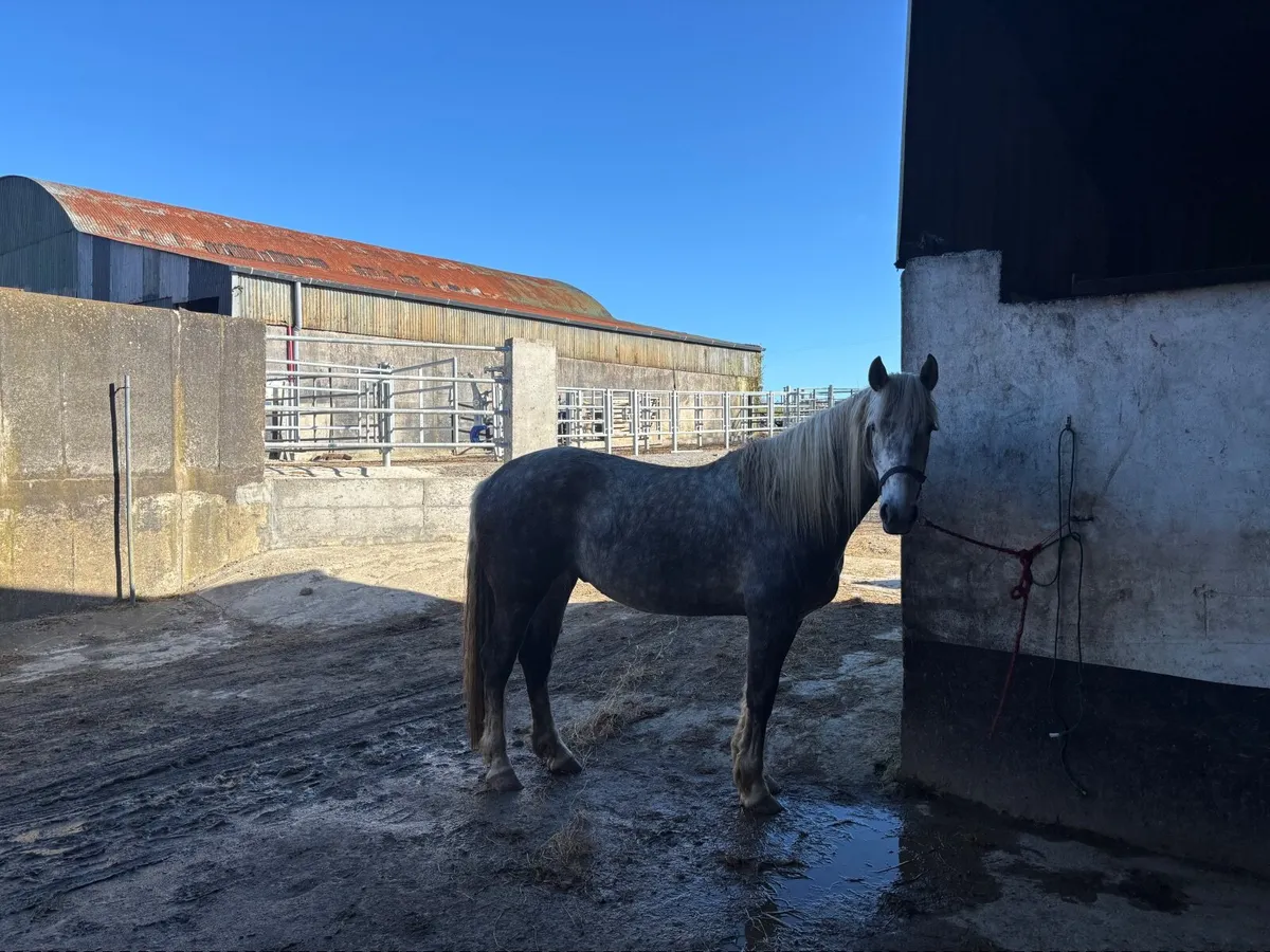 Irish Draught mare for sale - Image 3