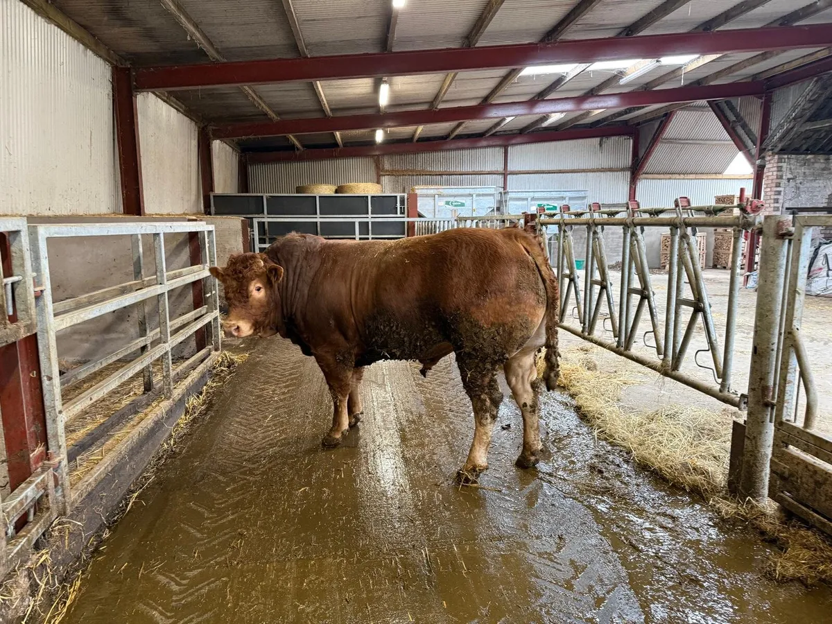 Limousin Bull - Image 1