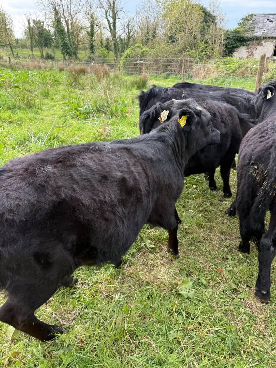 Dexter Heifers - Image 2