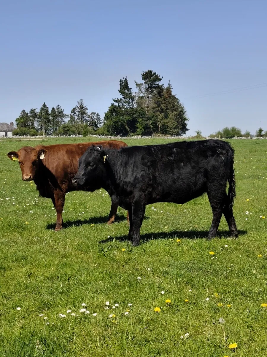 Dexter Heifers - Image 1