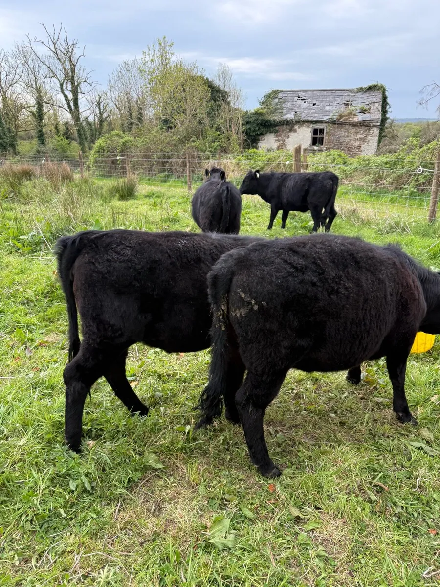 Dexter Heifers - Image 3