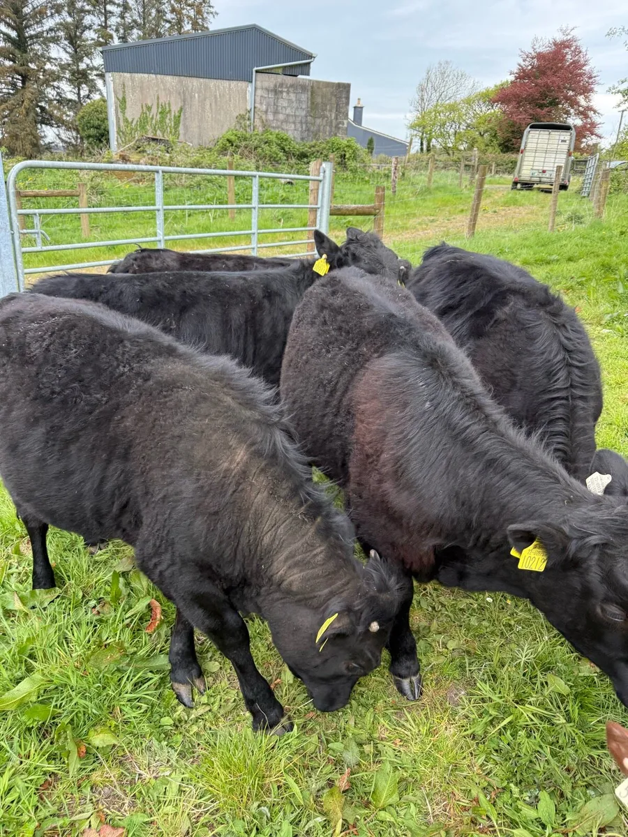 Dexter Heifers - Image 4
