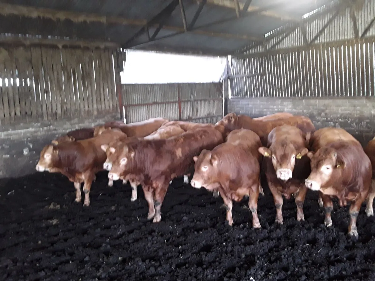 24mths old pedigree limousin bulls - Image 1