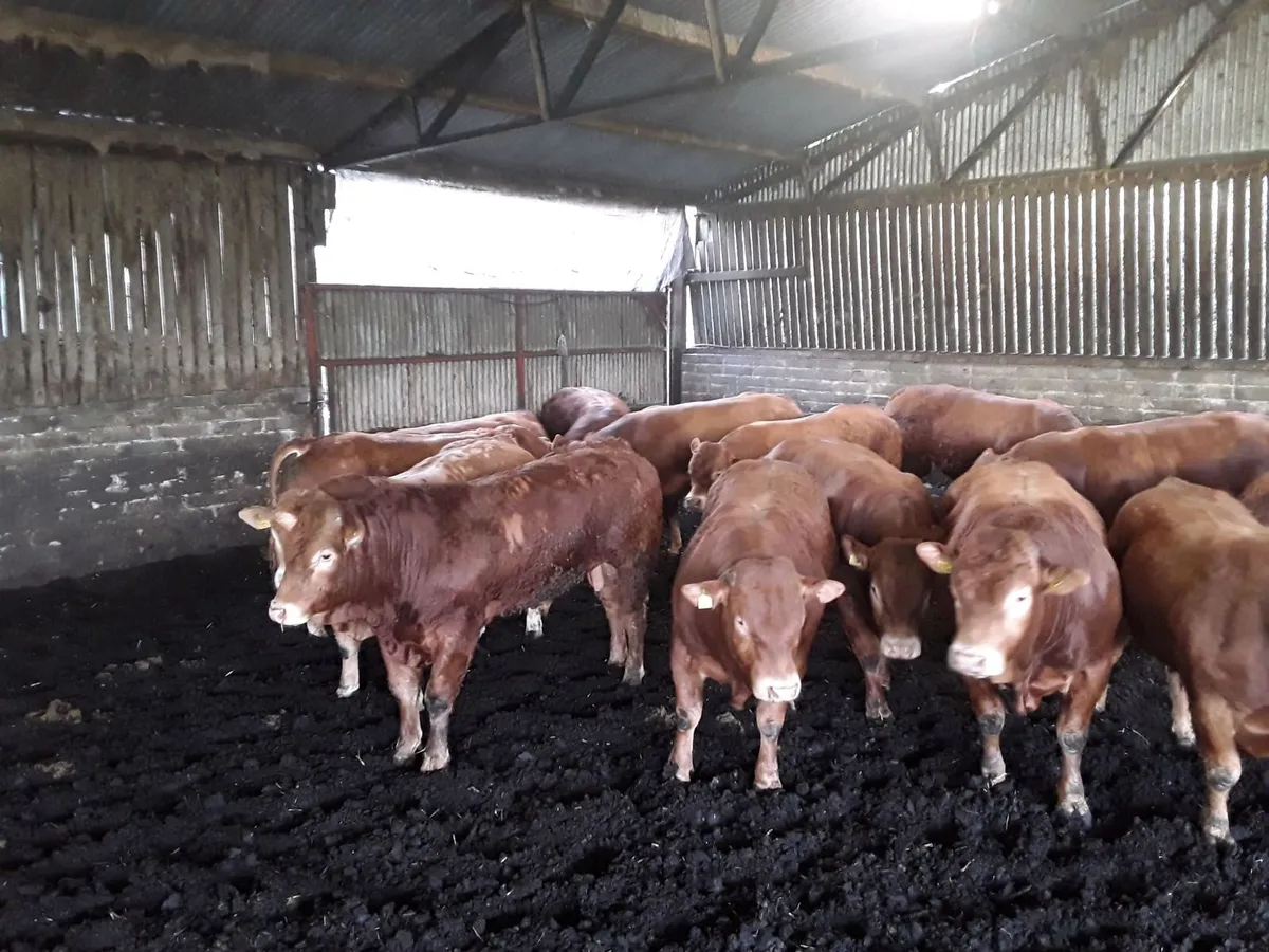 24mths old pedigree limousin bulls - Image 2