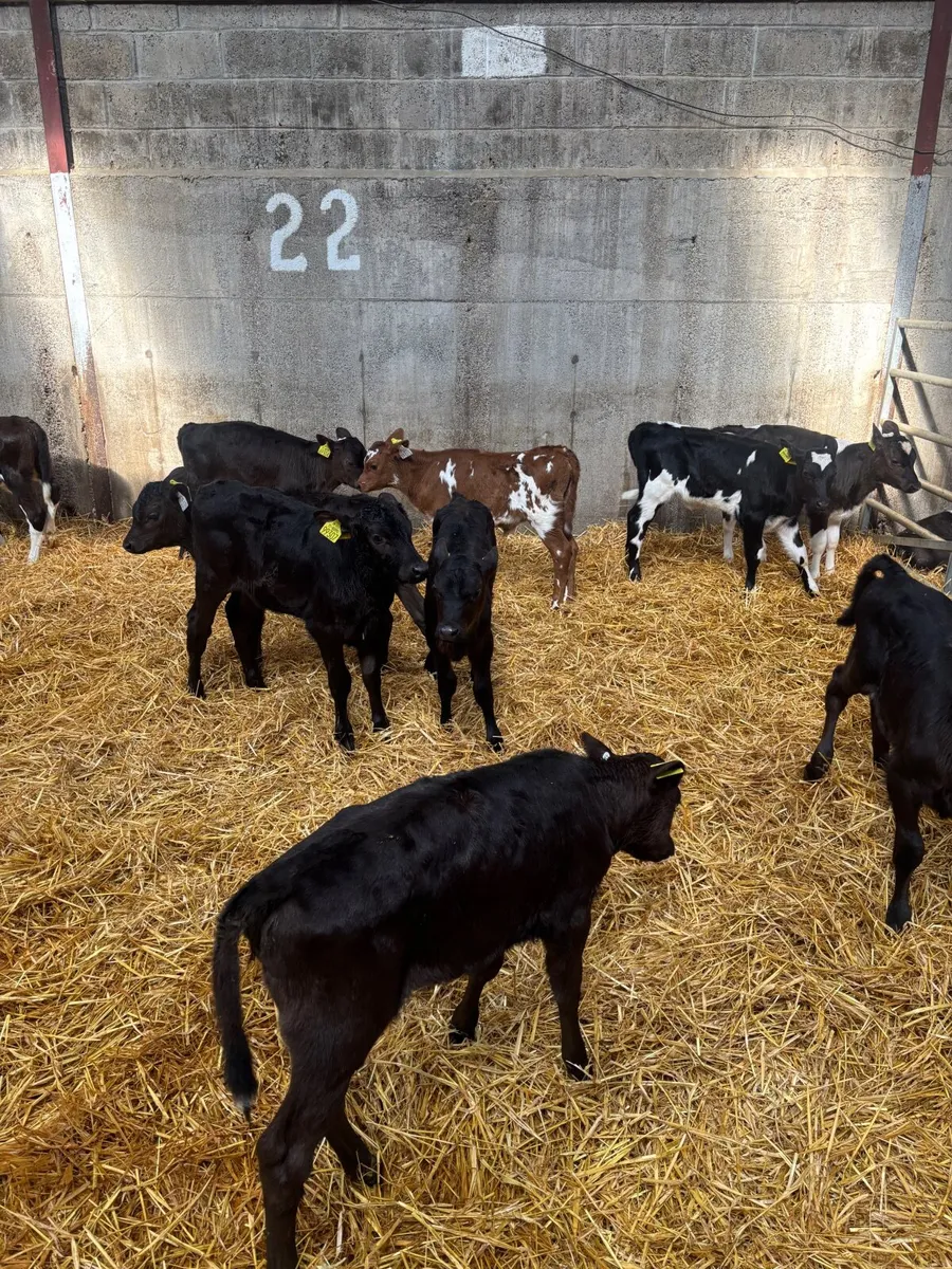 Friesian Heifer Calves for sale - Image 3
