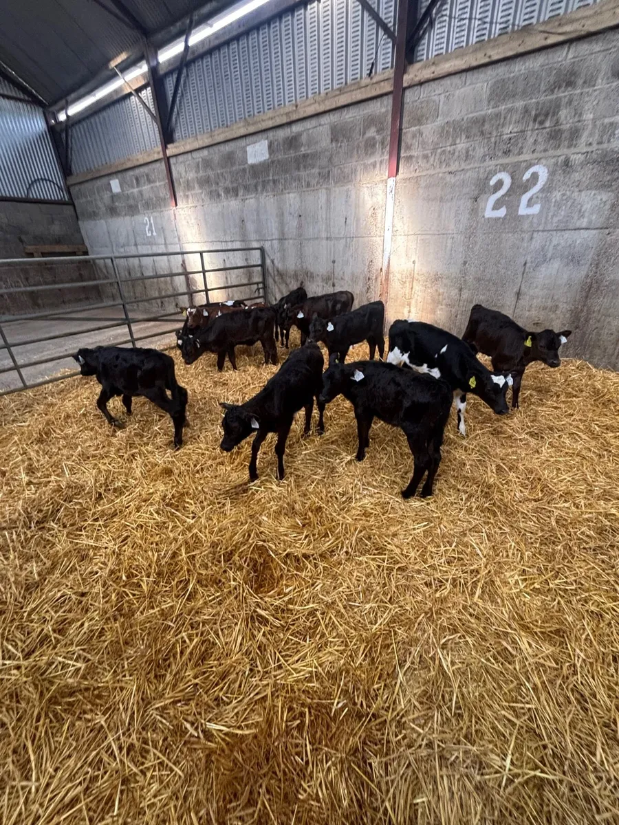 Friesian Heifer Calves for sale - Image 2